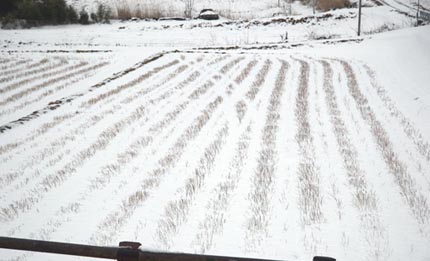 A wintry field in Fukushima, Japan