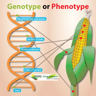 Cartoon drawing of a DNA strand and ear of corn, with examples of genetic locations for genotype and visible traits for phenotype identified.