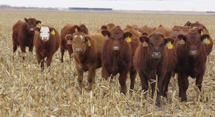 Heifers graze on corn residue