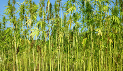 Industrial hemp in Canada