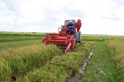 Purple rice harvested in field