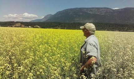 North Idaho canola field