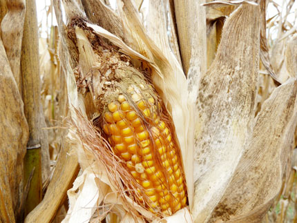 Corn cob with green mold on top