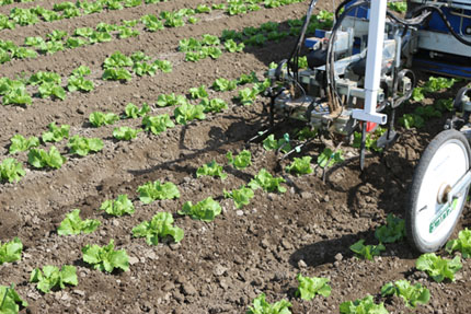 Closer view of robotic weeder blades between specialty crop rows.