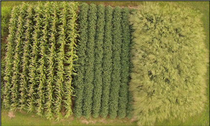 Aerial view of corn, soybeans, and switchgrass