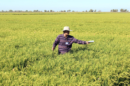 GreenSeeker device in field use for nitrogen in rice