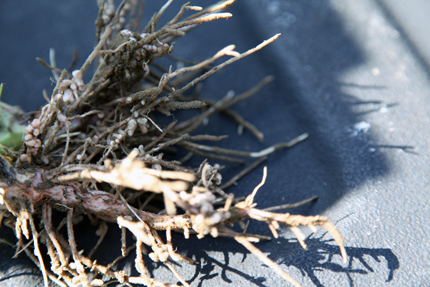 Faba bean root nodules 