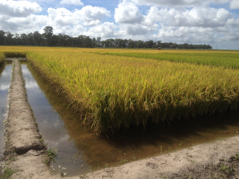 Test plot of rice.