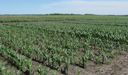 In-furrow fertilizer test plot