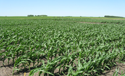 Minnesota test field for corn and in-furrow fertilizer