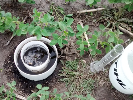 A from-the-top view of equipment between rows of young soybean plants. The equipment includes two white concentric tubes sunk into the ground and filled with water, a tall graduated tube, and a white pail. 