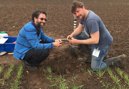 Twp researchers sampling a barley field's soil