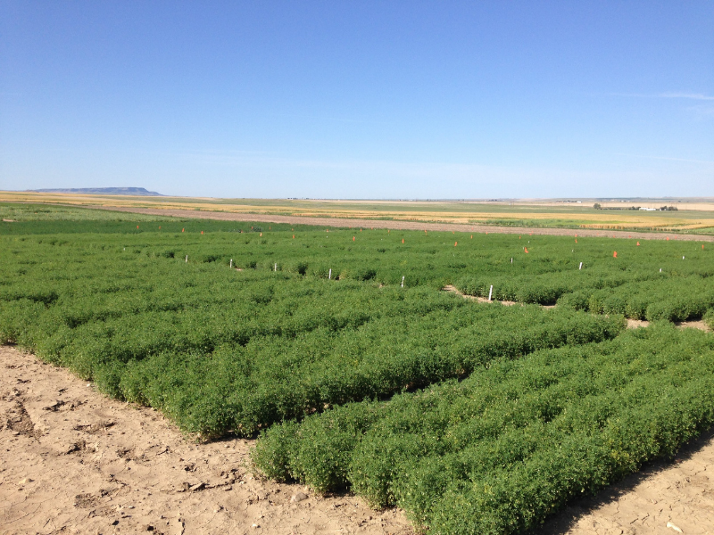 field of lentil crops