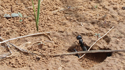 Camponotus japonicus worker ants 