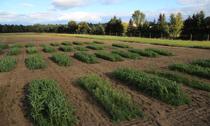 Research field divided into intercropping groups