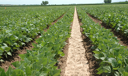 Bean field testing varieties.