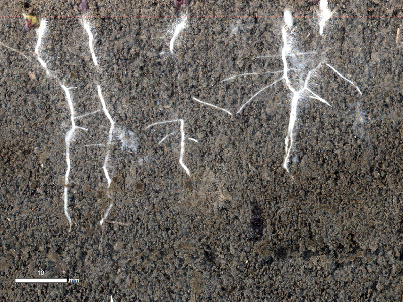 canola root scan.