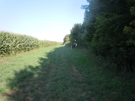 A line of trees is to the right, and the edge of a corn field is to the left. In the middle of the photo, below the shade from the trees, is a barely perceptible line of soil covered by grass.