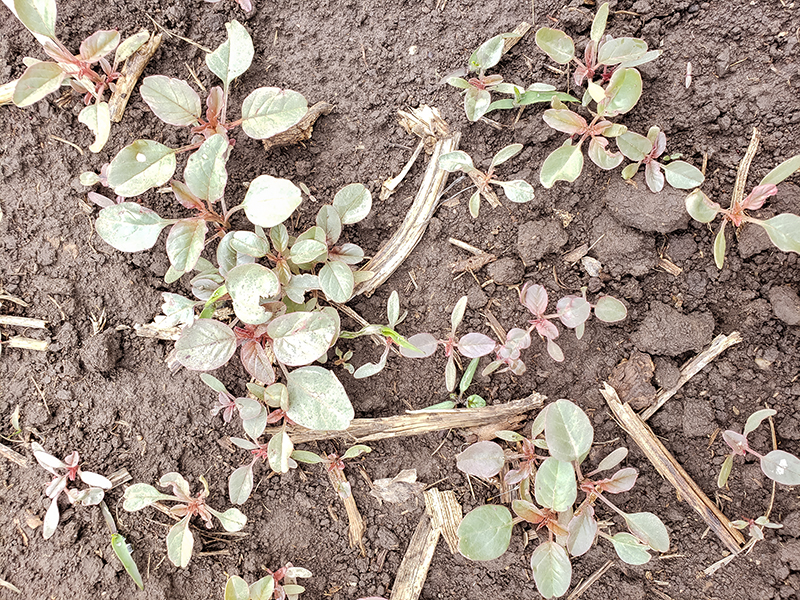 Palmer amaranth seedlings emerging from the soil