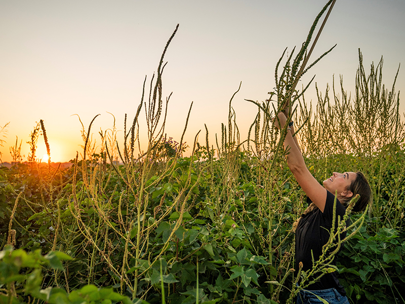 person examining Palmer amaranth weeds in field at sunset