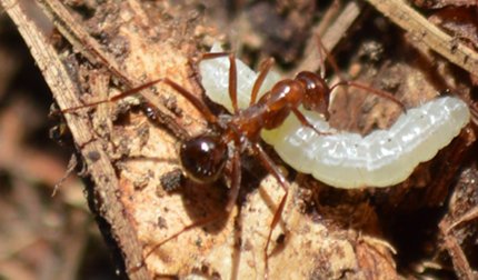 Ant capturing cabbage looper moth larva