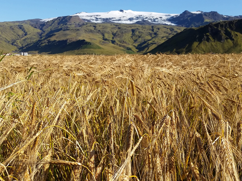 field of barley with mountain in background