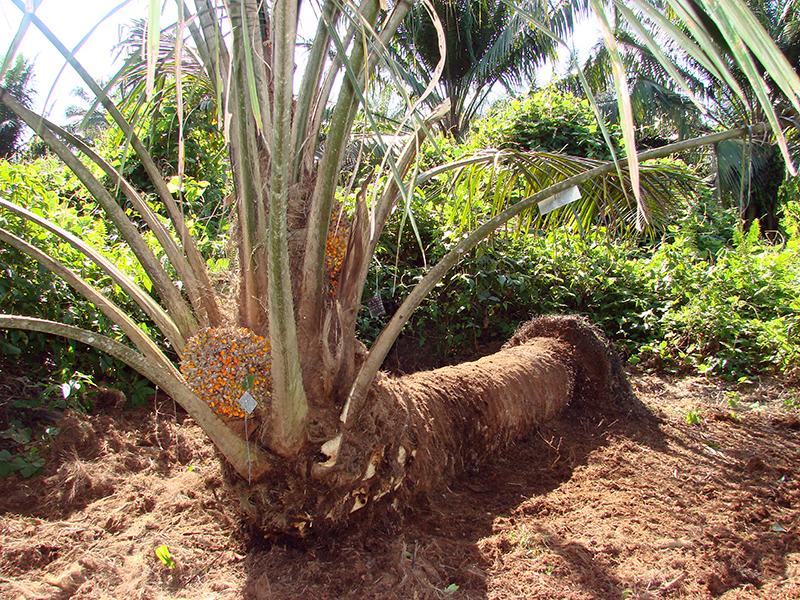 oil palm tree