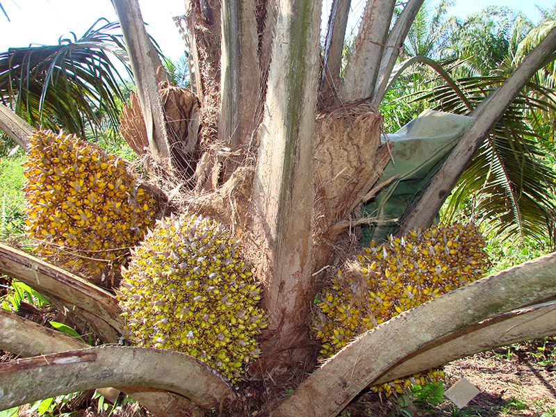 fruit of oil palm plant