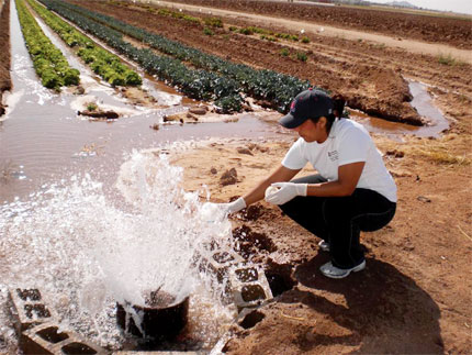 scientist collecting water from irrigation ditch - lettuce in rows in background