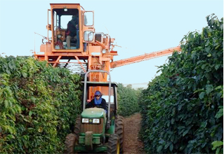 A tractor is between two tall rows of green coffee trees. Attached to it, a mechanical harvester straddles one of the rows. 