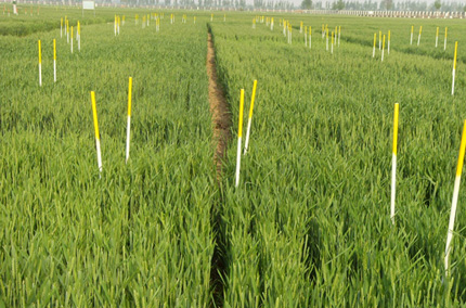 A field planted with winter wheat has yellow sticks placed to mark the field.