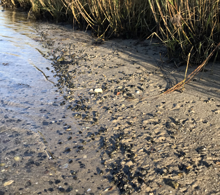 Mudsnails in coastal marsh, New York