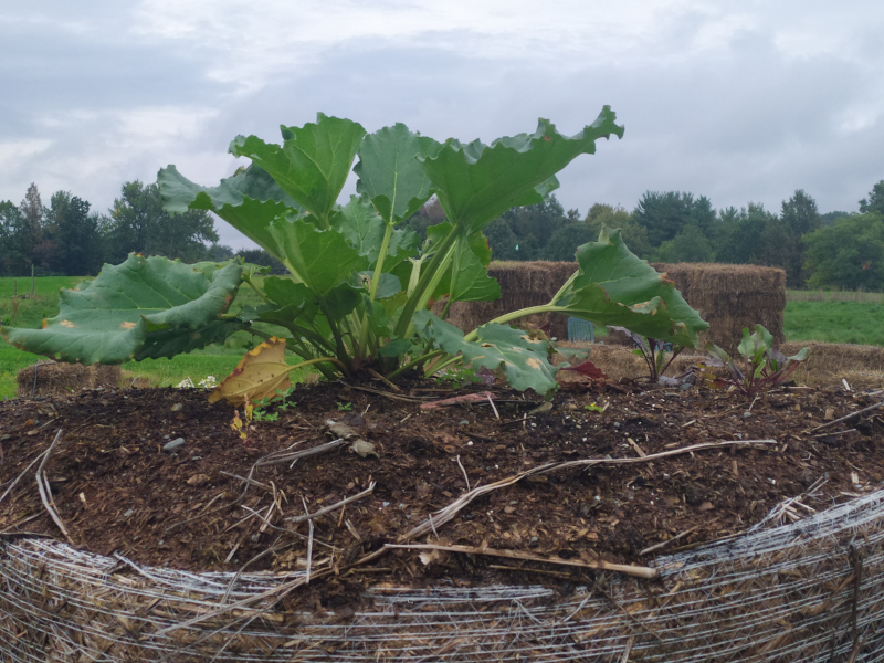 rhubarb plant growing in compost pile