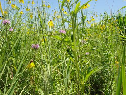 Colorful prairie blooms in yellow, pink, and purple