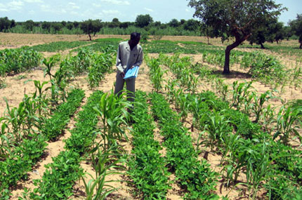 Researcher observers intercropping sorghum and groundnut in sandy Sahel soil