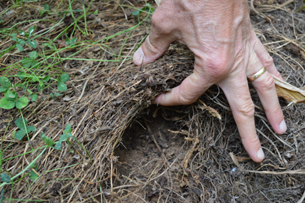 Thatch from white clover living mulch in corn field