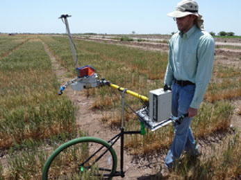 Collecting phenotype (plant) data in wheat