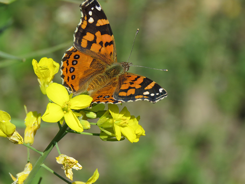 Orange, black, and white butterfly perched on canola flower