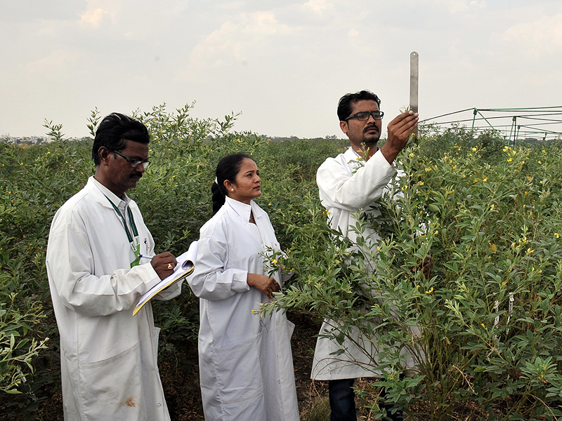 Researchers looking at peas in field