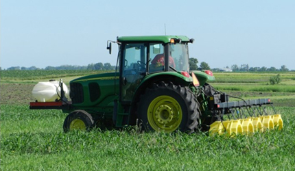 Perennial grass planted with maize for soil protection