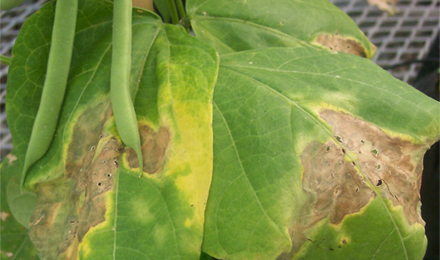 Common blight on bean leaves