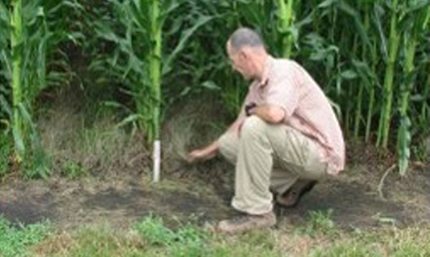 Evaluating perennial grass growing between corn.