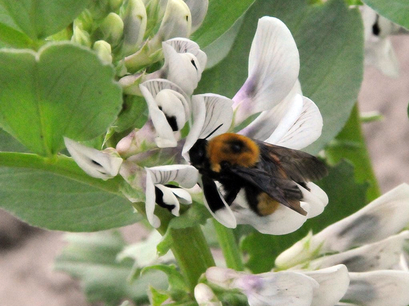 Bee on faba bean flower.