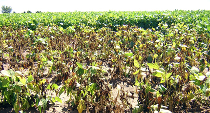 Beans with bean blight in foreground, and resistant bean cultivars in the background