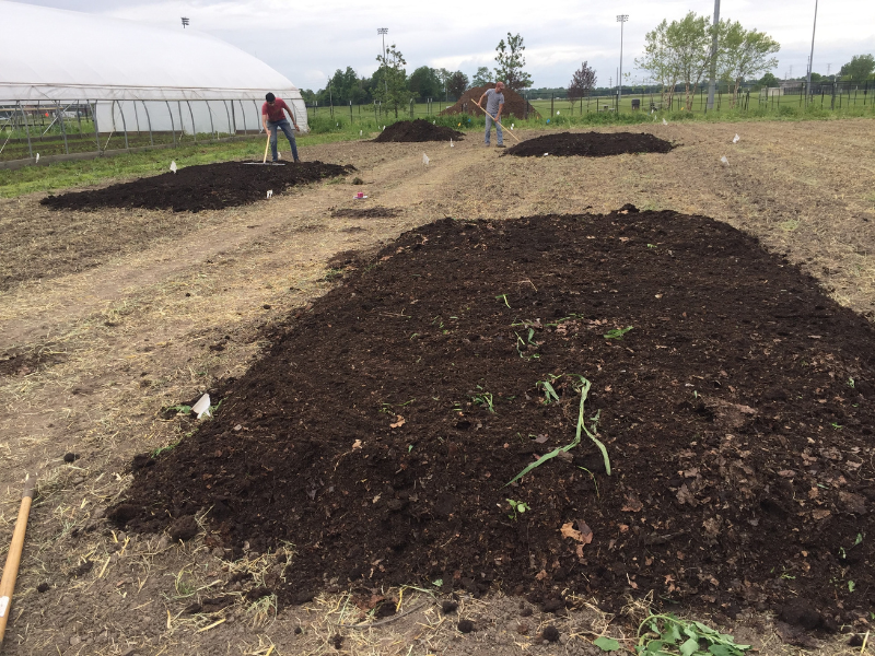 two people tending to small plots of compost spread over tomato plants next to greenhouse