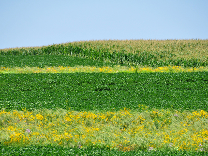 A field of corn in the background is bordered by a dark and light green strips of prairie. 