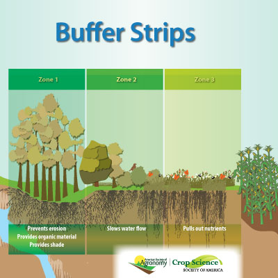 Infographic shows cartoon drawing of a stream, tall trees next to it, followed by lower bushes, followed by grasses, and then a corn field. The roots for each plant grouping is also shown. 