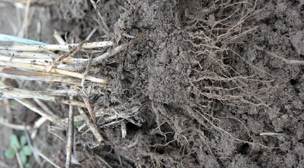 Triticale roots capture nutrients and reduces erosion