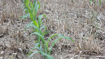 Spring corn growing between winter triticale stubble