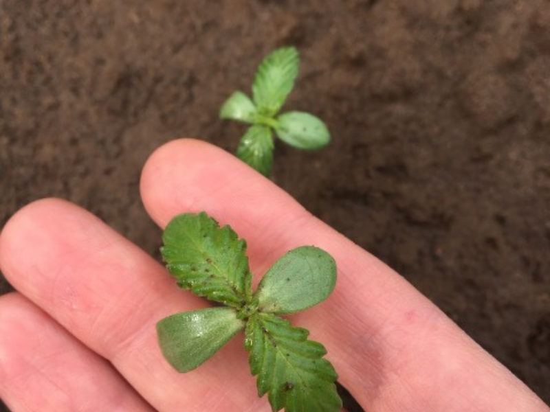 A small, green hemp seedling held in hand